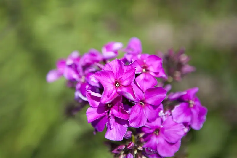 phlox (p) 'starfire' P9 - afbeelding 3