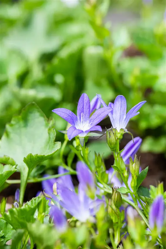 campanula posch. 'stella' P11 - afbeelding 3