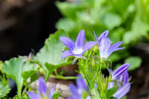 campanula posch. 'stella' P11 - afbeelding 2