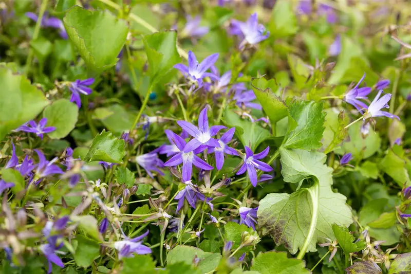 campanula posch. 'stella' P11 - afbeelding 4