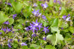 campanula posch. 'stella' P11 - afbeelding 4