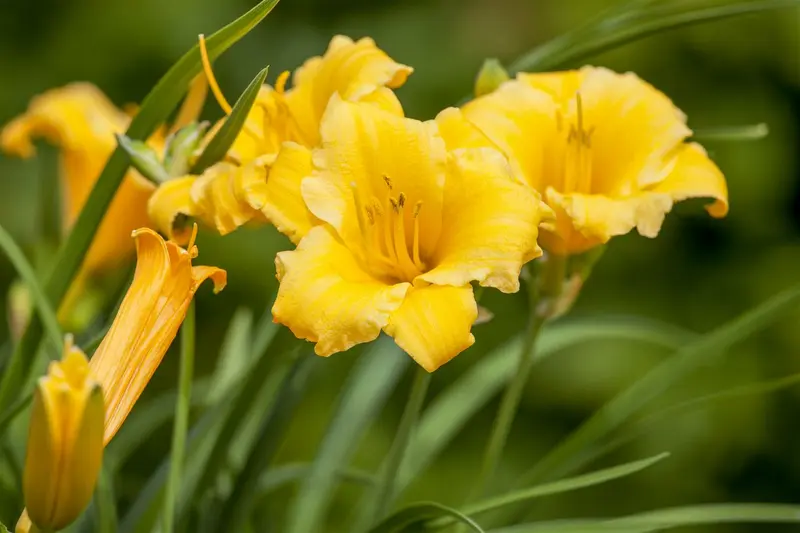 hemerocallis 'stella d'oro' P11 - afbeelding 2