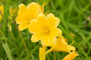 hemerocallis 'stella d'oro' P11 - afbeelding 3