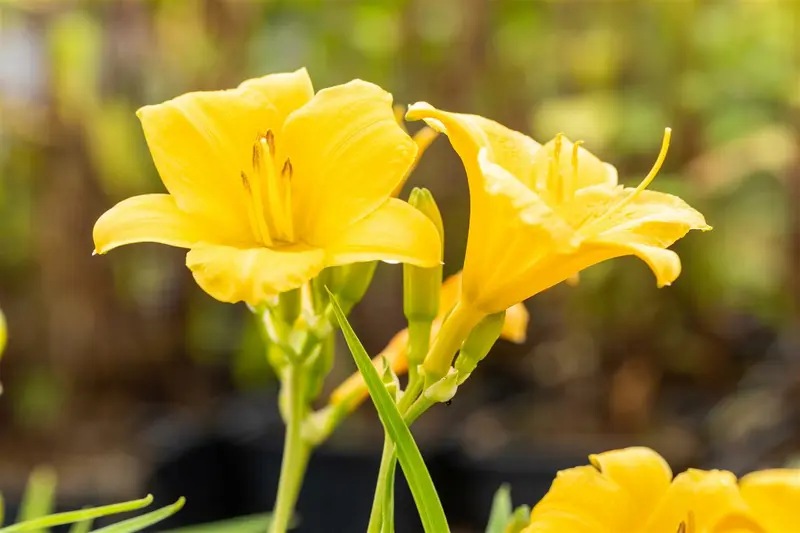 hemerocallis 'stella d'oro' P11 - afbeelding 4