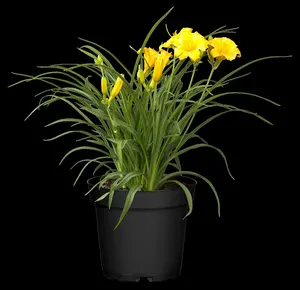 hemerocallis 'stella d'oro' P11 - afbeelding 1