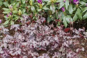 heuchera hybr. 'stormy seas' P9