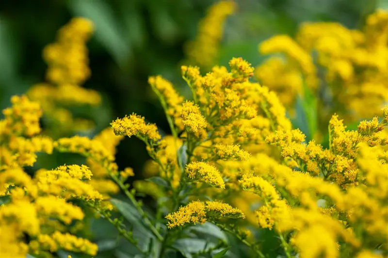 solidago 'strahlenkrone' P11