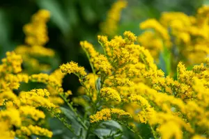 solidago 'strahlenkrone' P11