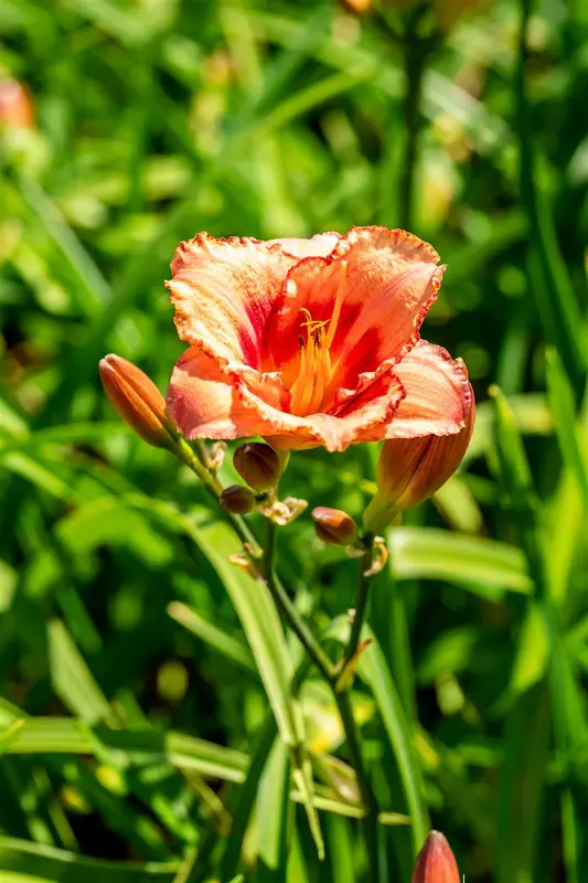 hemerocallis hybr. 'strawberry candy' P9 - afbeelding 3