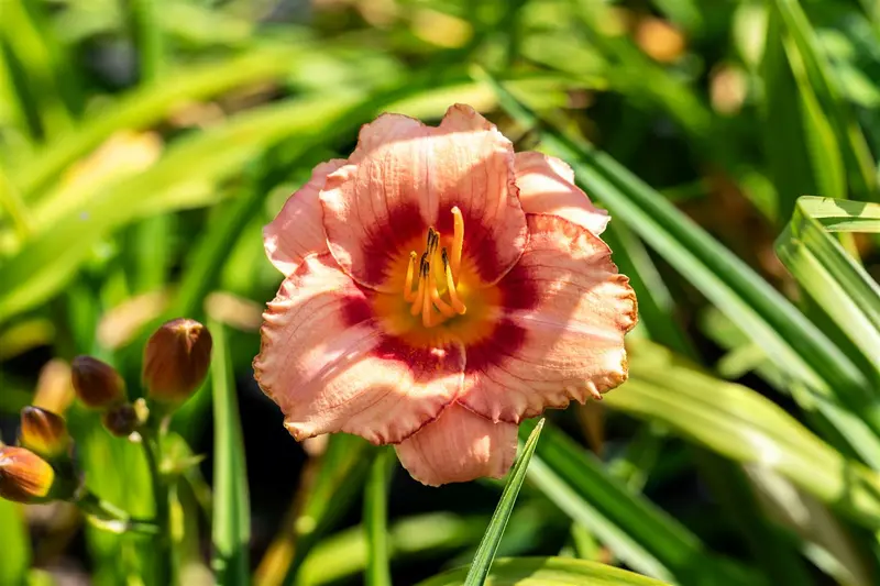 hemerocallis hybr. 'strawberry candy' P9 - afbeelding 1