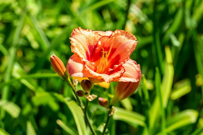 hemerocallis hybr. 'strawberry candy' P9 - afbeelding 2