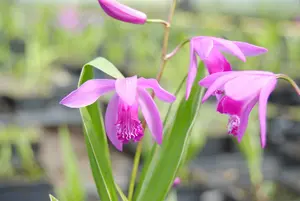 bletilla striata P9 - afbeelding 1