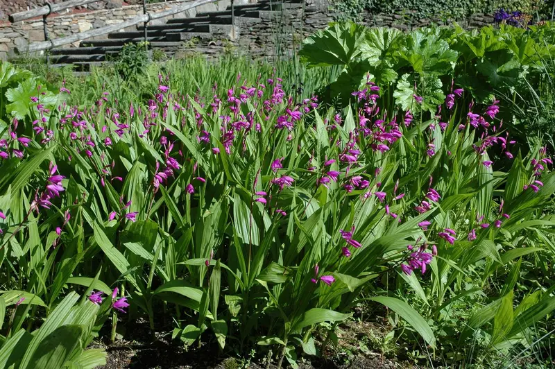 bletilla striata P9 - afbeelding 2