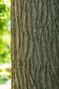 styphnolobium jap. 'pendula' ( sophora jap. 'pend 8/10 - afbeelding 1