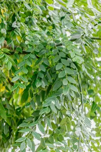 styphnolobium jap. 'pendula' ( sophora jap. 'pend 8/10 - afbeelding 5