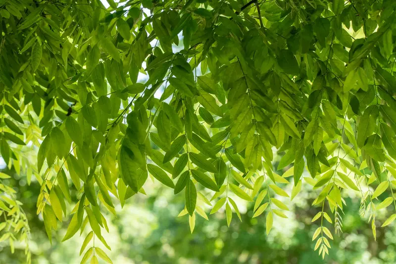 styphnolobium jap. 'pendula' ( sophora jap. 'pend 8/10 - afbeelding 3