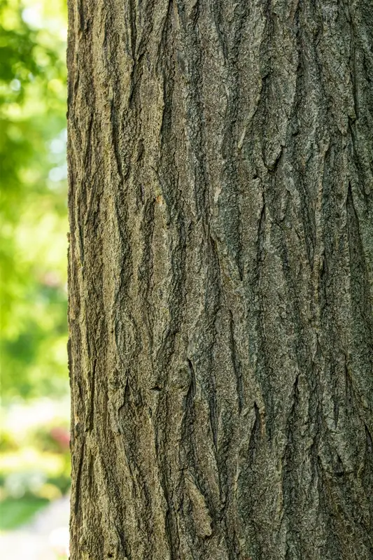 styphnolobium japonicum ( sophora japonica) 6/ 8 - afbeelding 1