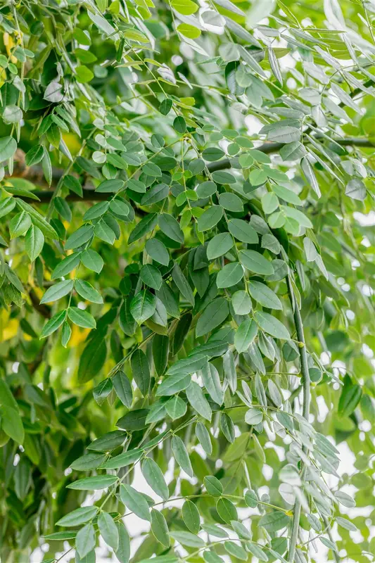 styphnolobium japonicum ( sophora japonica) 8/10 - afbeelding 5