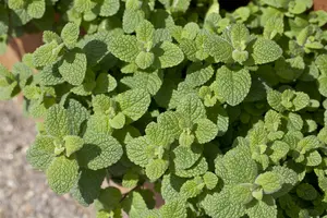 mentha suaveolens P9 - afbeelding 2