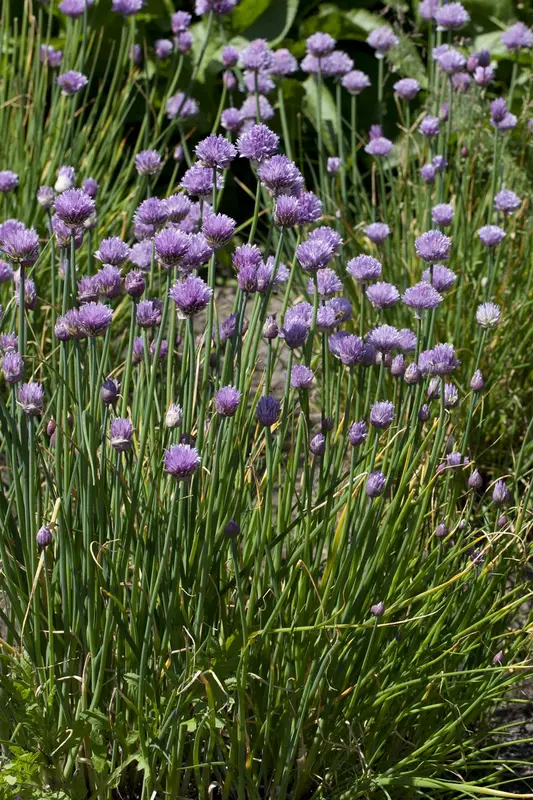 Allium senescens 'Montanum' P9