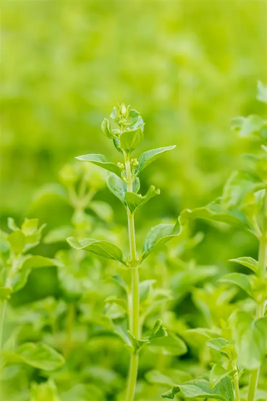 calamintha nepeta subsp. nepeta P11 - afbeelding 2