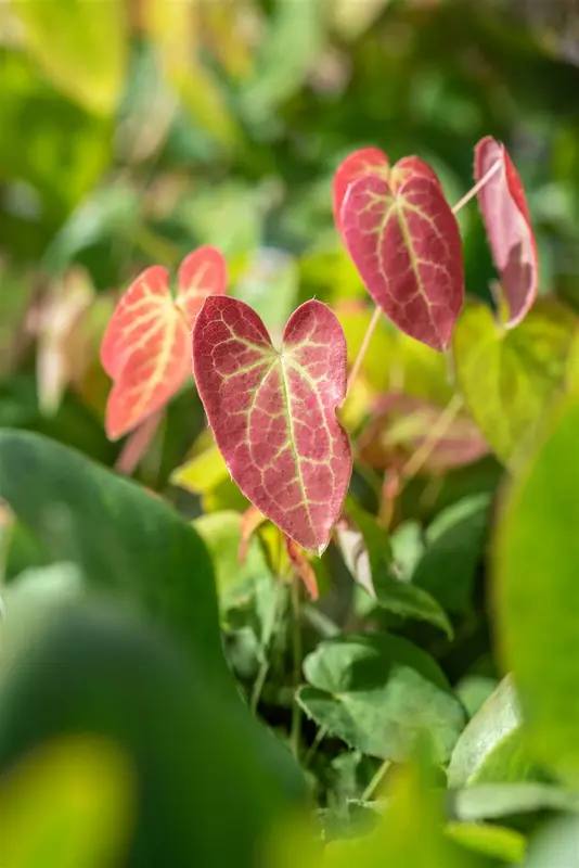 epimedium versicolor 'neosulphureum' P11 - afbeelding 2