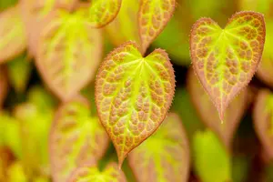 epimedium versicolor 'sulphureum' P9 - afbeelding 3