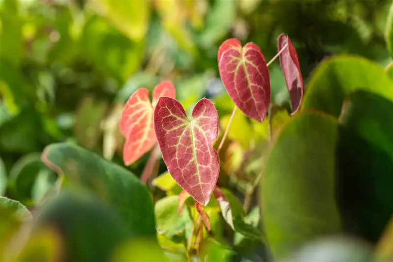 epimedium versicolor 'neosulphureum' P11 - afbeelding 1