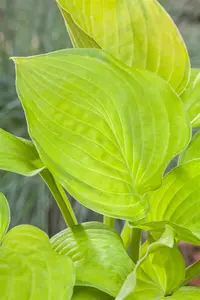 hosta hybr. 'sum and substance' P9