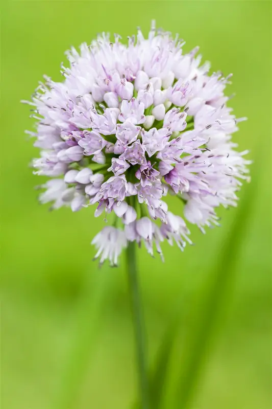 Allium senescens 'Summer Beauty' P9