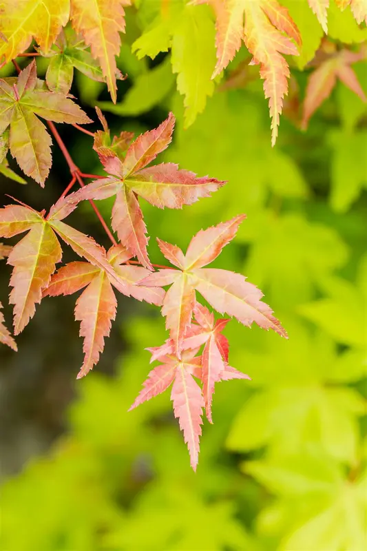 acer palm. 'summer gold' (100-125 cm) - afbeelding 4