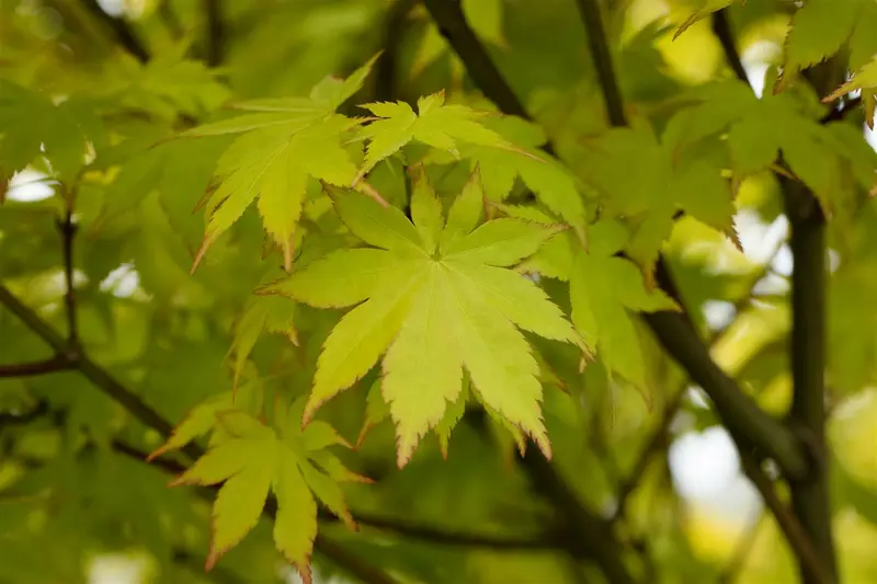 acer palm. 'summer gold' (100-125 cm) - afbeelding 1