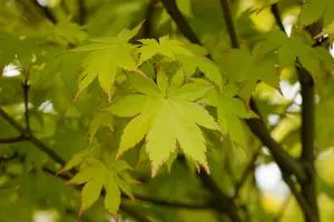 acer palm. 'summer gold' (100-125 cm) - afbeelding 1