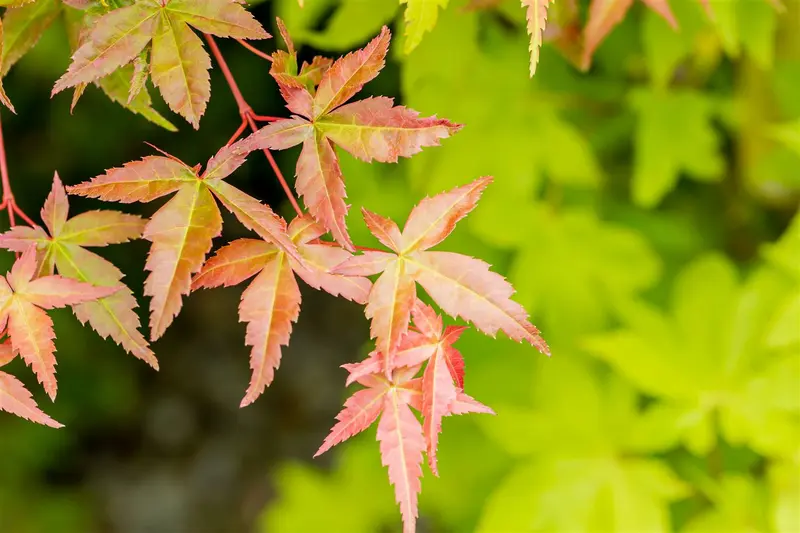 acer palm. 'summer gold' (100-125 cm) - afbeelding 3