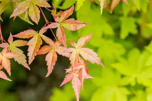 acer palm. 'summer gold' (100-125 cm) - afbeelding 3