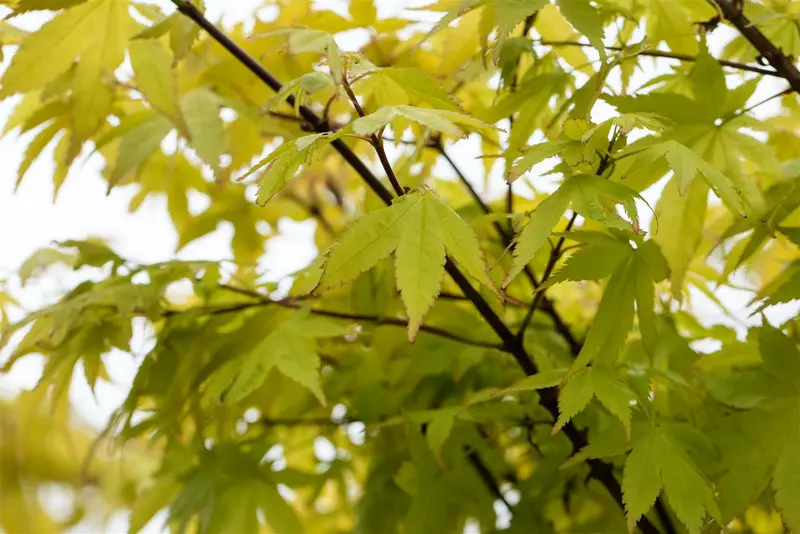 acer palm. 'summer gold' (100-125 cm) - afbeelding 2