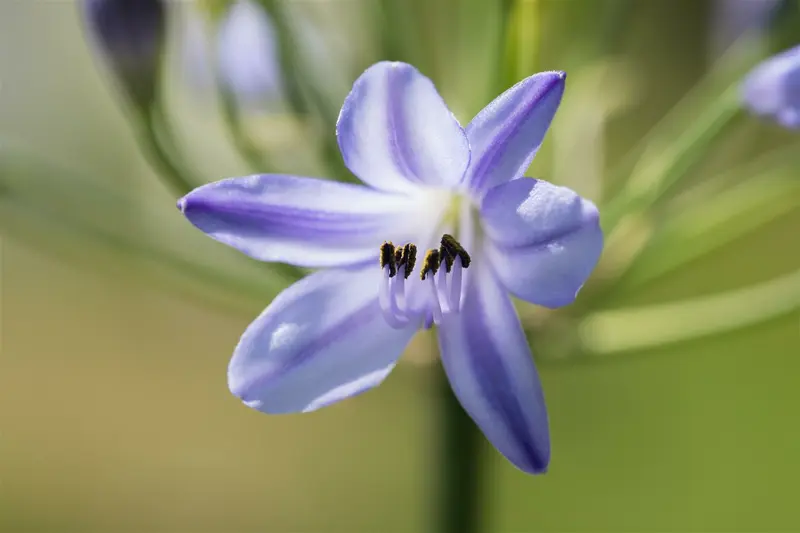 agapanthus summer love bleu P10.5 - afbeelding 1