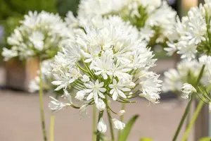 agapanthus summer love white P10.5