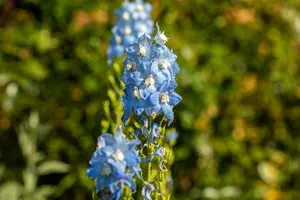 delphinium (p) 'summer skies' ( 'sommerhimmel') P9