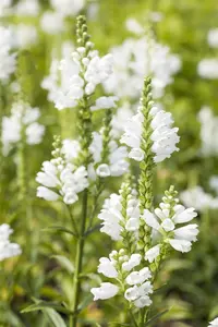 physostegia virg. 'summer snow' P11