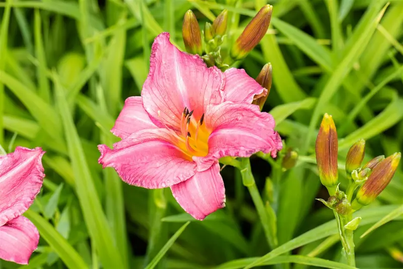 hemerocallis 'summer wine' P9