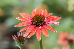 echinacea purp. 'sundown'® P9