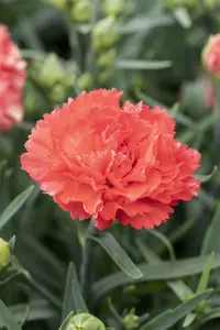 dianthus 'sunflor orange bling bling' P11