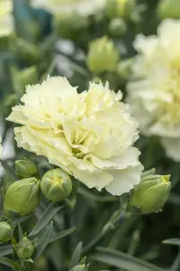 dianthus sunflor yellow bling bling P11 - afbeelding 1