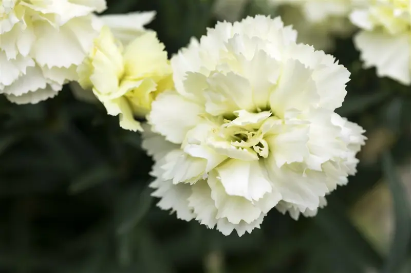 dianthus sunflor yellow bling bling P11 - afbeelding 2