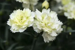 dianthus sunflor yellow bling bling P11 - afbeelding 3