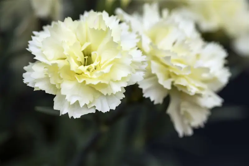 dianthus sunflor yellow bling bling P11 - afbeelding 4