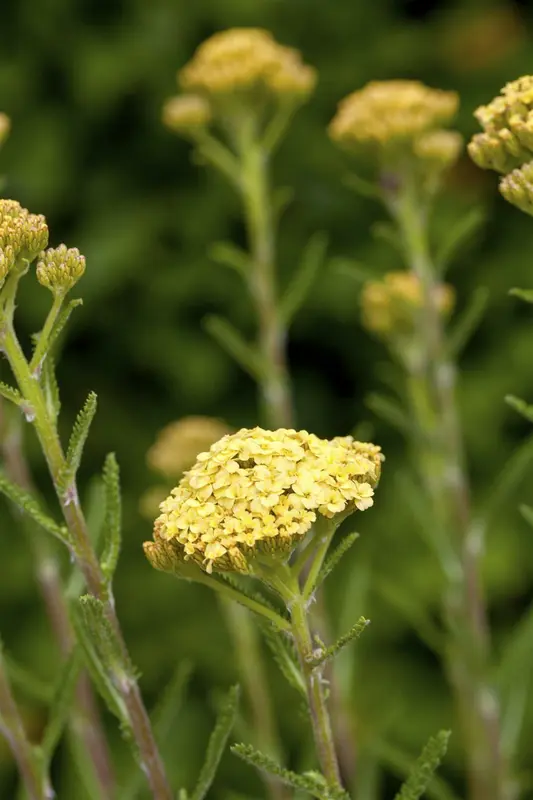 achillea mil. 'sunny seduction' P9 - afbeelding 2