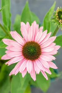 echinacea purp. 'sunseekers salmon' P9 - afbeelding 2