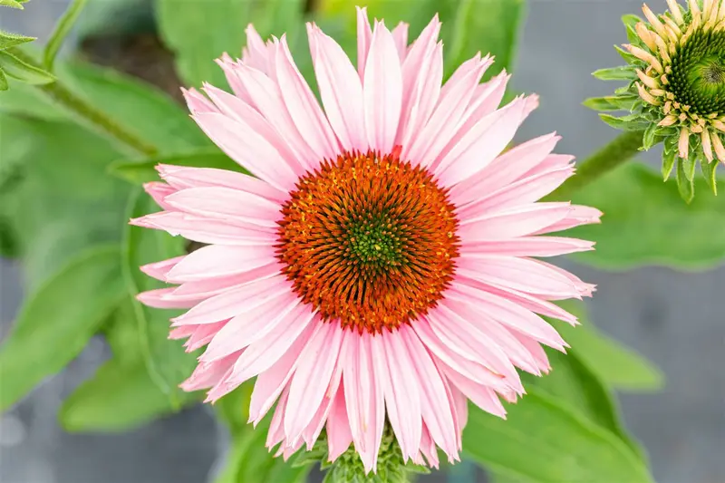 echinacea purp. 'sunseekers salmon' P9 - afbeelding 1